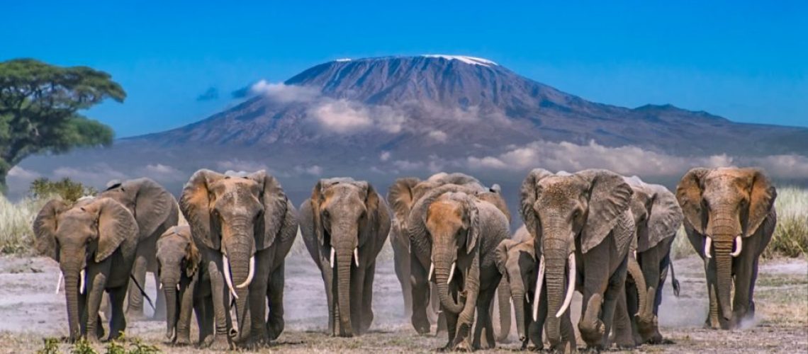 Amboseli National Park Seasonal Guide