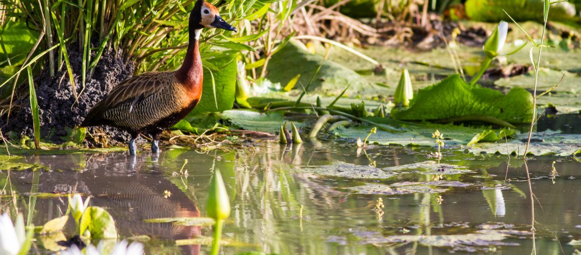 Tarangire Birding Paradise: Exploring the Diverse Avian Life