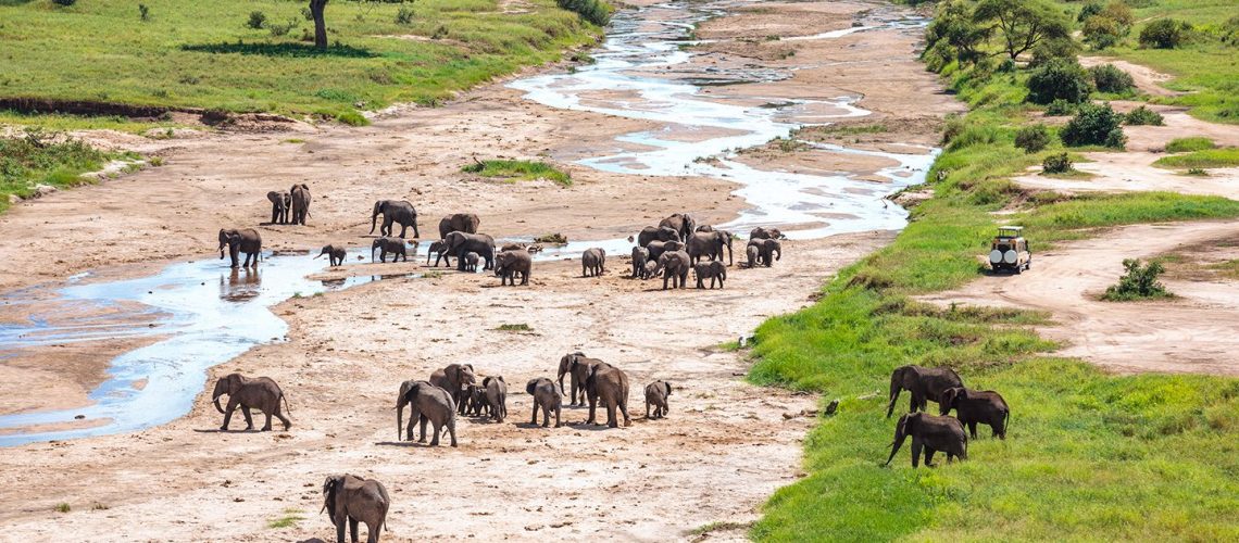 Tarangire National Park: Where Wildlife and Nature Thrive in Harmony | Expert Safaris