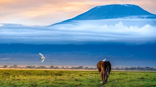 Amboseli National Park - African Safaris - Safari Destinations - Kenya Safaris - Expert afaris