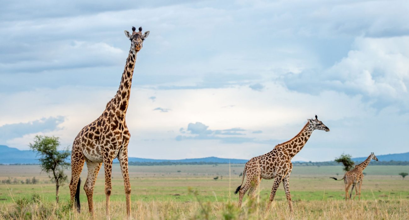 ser-singita-g-luxury-tanzania-safaris