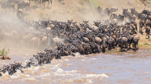 Kenya and Tanzania Safaris - Wildebeest Migration Safaris - Serengeti Masai Mara - Expert Safaris