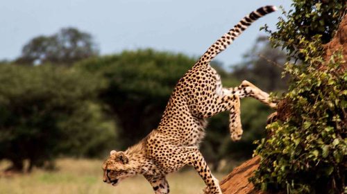 Tanzania Safaris -African Safaris Holidays - Tarangire Safaris - Expert Safaris