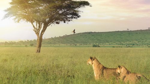 African Safari Holidays - Kenya Safaris - Masai Mara Safaris- African Safaris - All Inclusive Safaris - Tanzania Holidays African Safari Holidays - Expert Safaris